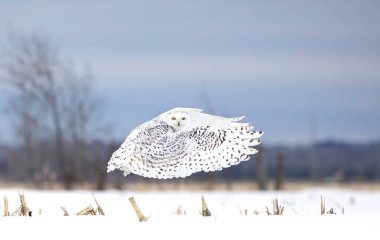 Karlı baykuş (Bubo scandiacus) Ottawa, Kanada 'da karla kaplı bir arazide uçuş avına çıktı