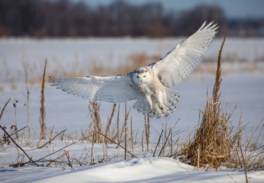 Karlı baykuş (Bubo scandiacus) Ottawa, Kanada 'da karla kaplı bir arazide uçuş avına çıktı