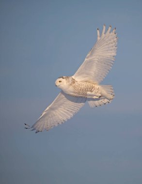 Karlı baykuş (Bubo scandiacus) Ottawa, Kanada 'da karla kaplı bir arazide uçuş avına çıktı
