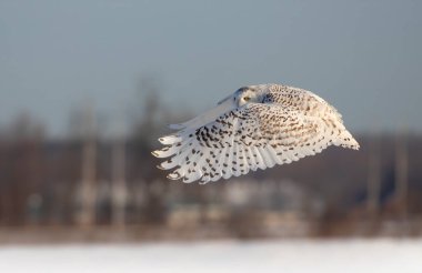 Karlı baykuş (Bubo scandiacus) Ottawa, Kanada 'da karla kaplı bir arazide uçuş avına çıktı