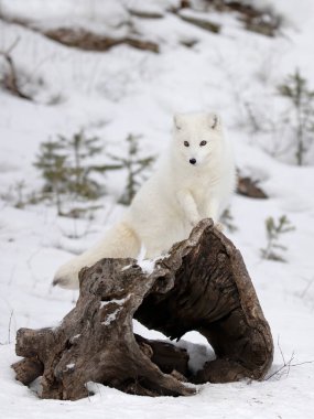 Kuzey Kutbu tilkisi (Vulpes lagopus) Montana, ABD 'de kışın kar poz veren bir kütüğün üzerinde duruyor.
