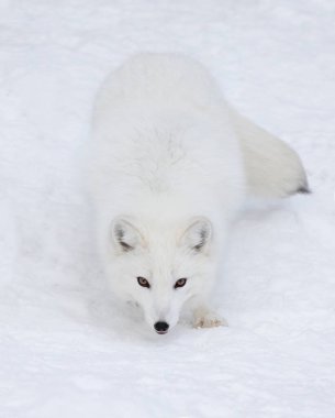 ABD 'nin Montana kentinde kışın kutup tilkisi (Vulpes lagopus) karda yürüyor.