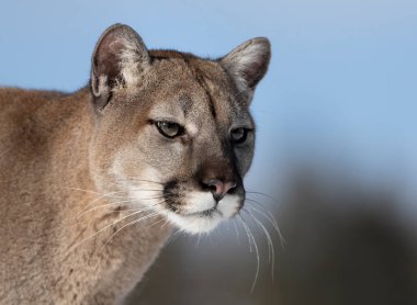 Puma ya da Dağ Aslanı (Puma concolor) Montana, ABD 'de kış karında yakın çekim
