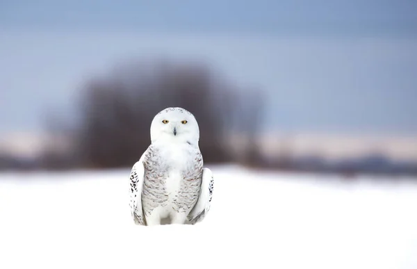 Coruja Nevada Bubo Scandiacus Meio Campo Coberto Neve Ottawa Canadá — Fotografia de Stock