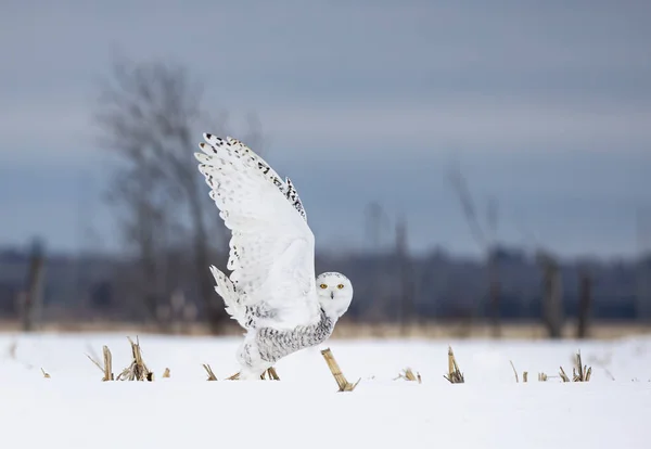 Schneeeule Bubo Scandiacus Beim Flug Auf Jagd Über Ein Schneebedecktes — Stockfoto