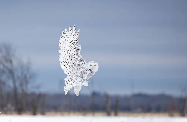 Búho Nevado Bubo Scandiacus Despegando Caza Vuelo Sobre Campo Cubierto — Foto de Stock