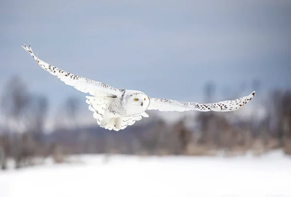 눈덮인 올빼미 Scandiacus 캐나다 눈덮인 들판을 날아다니며 사냥을 — 스톡 사진
