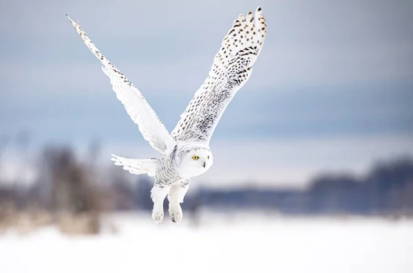 Schneeeule Bubo Scandiacus Beim Flug Auf Jagd Über Ein Schneebedecktes — Stockfoto