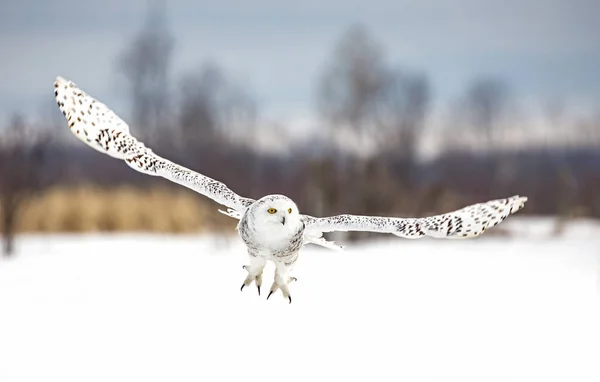 Schneeeule Bubo Scandiacus Bereitet Sich Auf Die Landung Schnee Ottawa — Stockfoto