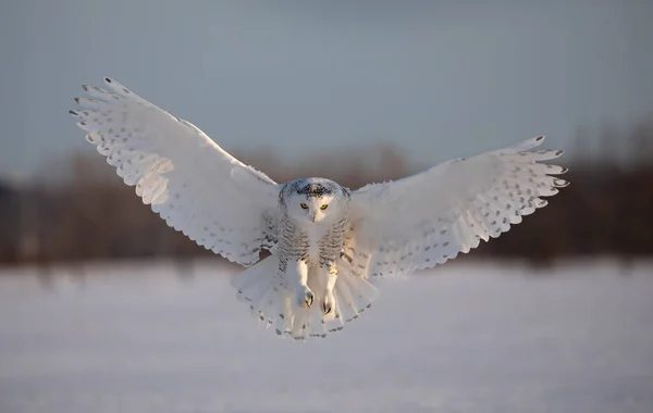 Schneeeule Bubo Scandiacus Bereitet Sich Auf Die Landung Schnee Ottawa — Stockfoto