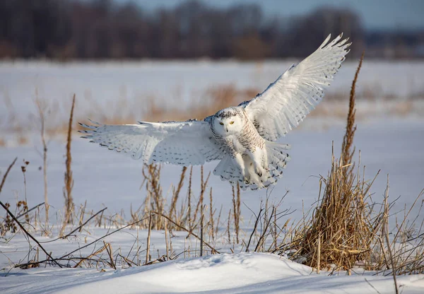 Snowy Owl Bubo Skandiacus Vzlétl Při Lovu Zasněženém Poli Ottawě — Stock fotografie