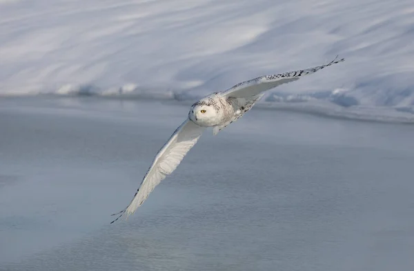 Snowy owl (Bubo scandiacus) taking off in flight hunting over a snow covered field in Ottawa, Canada