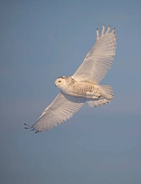 Schneeeule Bubo Scandiacus Beim Flug Auf Jagd Über Ein Schneebedecktes — Stockfoto