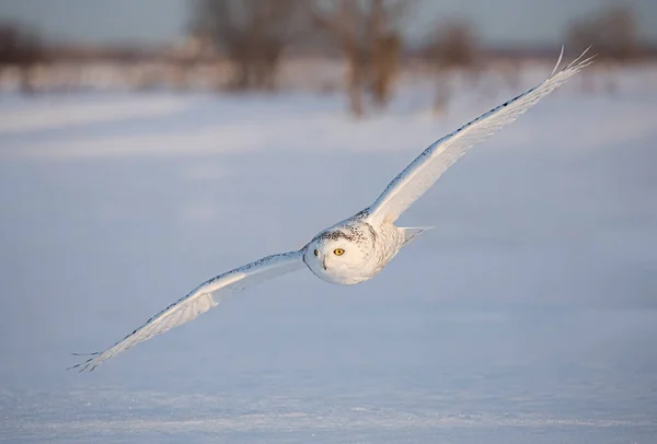 Schneeeule Bubo Scandiacus Beim Flug Auf Jagd Über Ein Schneebedecktes — Stockfoto