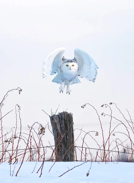 Snowy Owl Bubo Skandiacus Zvedá Lov Přes Zasněžené Pole Kanadě — Stock fotografie