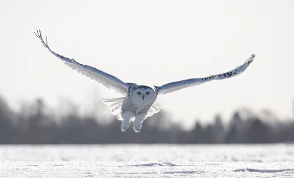 Schneeeule Bubo Scandiacus Beim Flug Auf Jagd Über Ein Schneebedecktes — Stockfoto