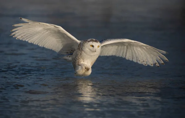 Snowy Owl Flight Hunting Ice Covered Pond Ottawa Canada — Stock Photo, Image