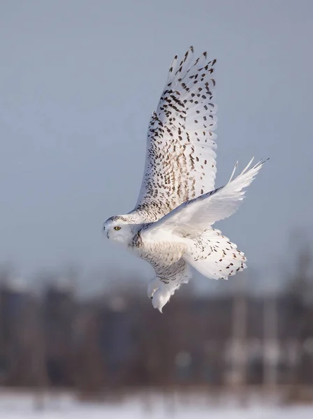 Snowy owl (Bubo scandiacus) taking off in flight hunting over a snow covered field in Ottawa, Canada