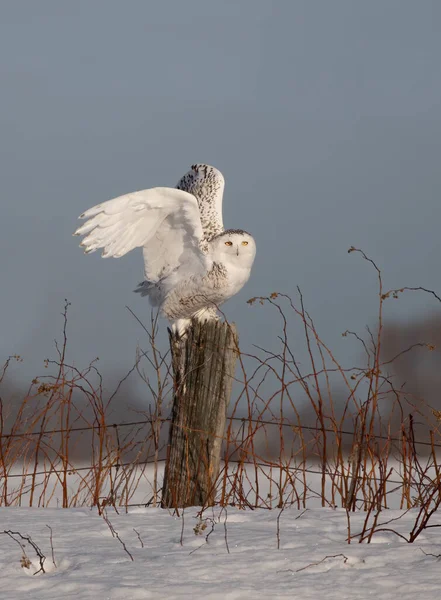 Schneeeule Landet Auf Holzpfosten Ottawa Kanada — Stockfoto