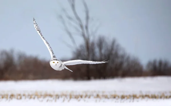 Snowy owl (Bubo scandiacus) taking off in flight hunting over a snow covered field in Ottawa, Canada