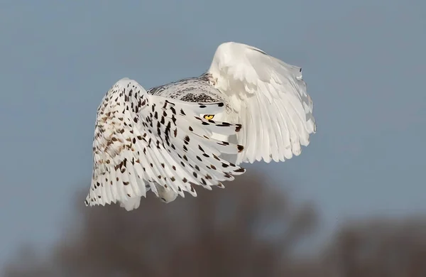 Gufo Delle Nevi Bubo Scandiacus Che Sbircia Dietro Ali Mentre — Foto Stock