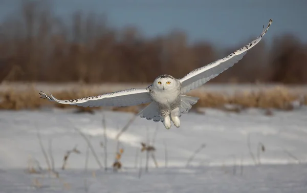 눈덮인 올빼미 Scandiacus 캐나다 눈덮인 들판을 날아다니며 사냥을 — 스톡 사진