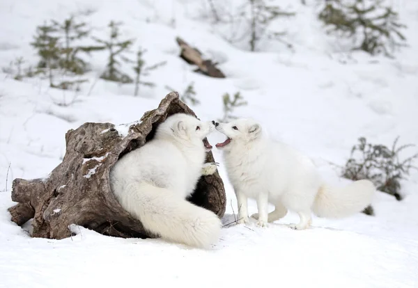 Dos Zorros Árticos Vulpes Lagopus Jugando Entre Nieve Invernal Montana —  Fotos de Stock