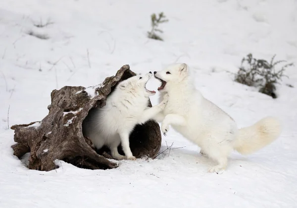 Duas Raposas Árticas Vulpes Lagopus Brincando Umas Com Outras Neve — Fotografia de Stock