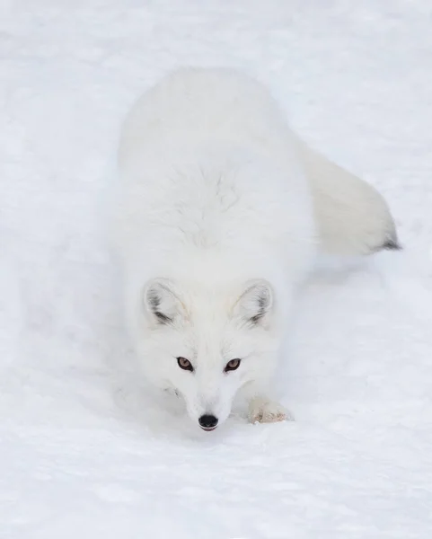 Zorro Ártico Vulpes Lagopus Caminando Nieve Invierno Montana —  Fotos de Stock