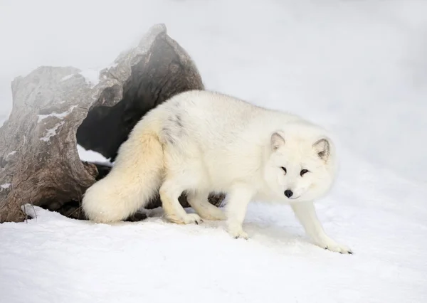 Liška Arktická Vulpes Lagopus Zimě Sněhu Montaně Usa — Stock fotografie