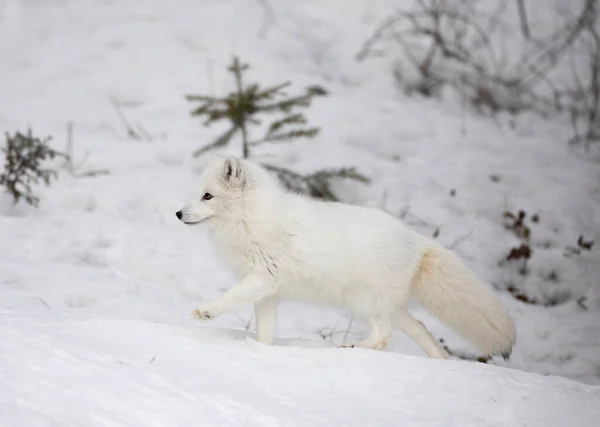 Raposa Ártica Vulpes Lagopus Caminhando Neve Inverno Montana Eua — Fotografia de Stock