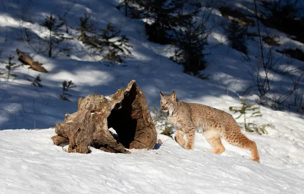 Canada Lynx Kitten Lynx Canadensis Caminando Nieve Invernal Montana Usa — Foto de Stock