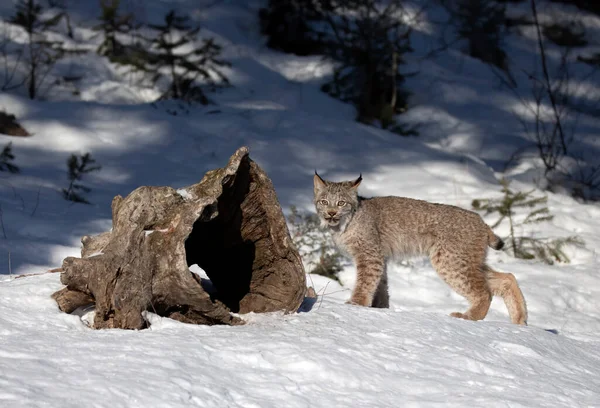 Kanada Vaşak yavrusu (Lynx canadensis) Montana, ABD 'de kış karında yürüyor