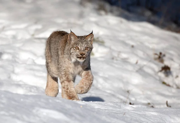 Kanada Lynx Kitten Lynx Canadensis Procházky Zimním Sněhu Montaně Usa — Stock fotografie