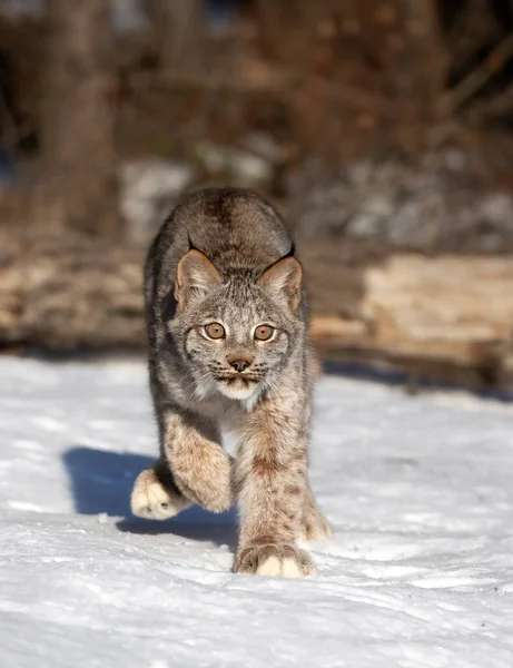 Canada Lynx Kitten Lynx Canadensis Wandelen Winter Sneeuw Montana Usa — Stockfoto