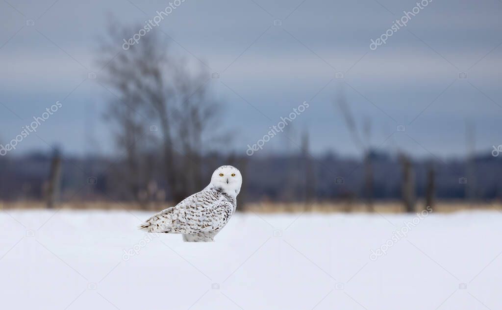 Snowy owl (Bubo scandiacus) standing in middle of a snow covered field in Ottawa, Canada
