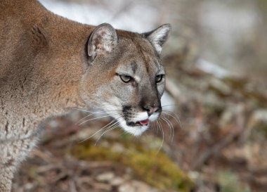 Puma ya da Dağ Aslanı (Puma concolor) Montana, ABD 'de kış karında yakın çekim