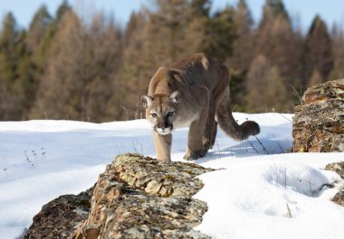 Puma ya da Dağ Aslanı (Puma concolor) Montana, ABD 'de kış karında yürüyor