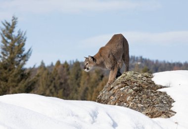 Puma ya da Dağ Aslanı (Puma concolor) Montana, ABD 'de kış karında bir kayadan diğerine atlıyor.