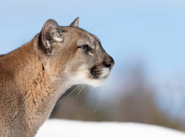 Puma ya da Dağ Aslanı (Puma concolor) Montana, ABD 'de kış karında yakın çekim