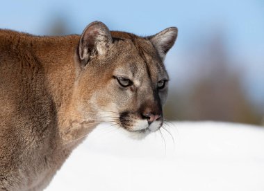 Puma ya da Dağ Aslanı (Puma concolor) Montana, ABD 'de kış karında yakın çekim