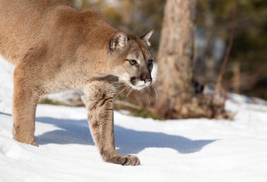 Puma ya da Dağ Aslanı (Puma concolor) Montana, ABD 'de kış karında yürüyor