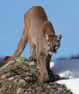 Puma ya da Dağ Aslanı (Puma concolor) Montana, ABD 'de kış karında yürüyor
