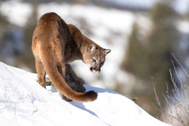 Puma ya da Dağ Aslanı (Puma concolor) Montana, ABD 'de kış karında yürüyor