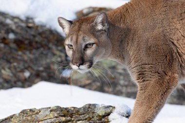 Puma ya da Dağ Aslanı (Puma concolor) Montana, ABD 'de kış karında yürüyor