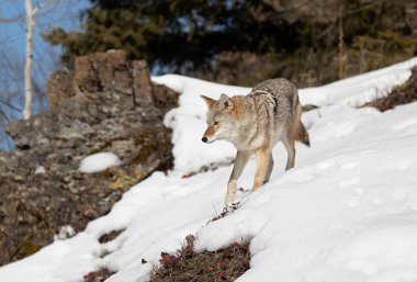 Yalnız bir çakal (Canis latrans) Montana, ABD 'de kış karında yürüyor ve avlanıyor.