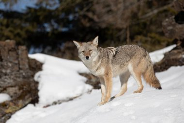 Yalnız bir çakal (Canis latrans) Montana, ABD 'de kış karında yürüyor ve avlanıyor.