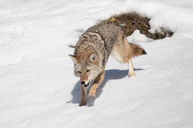 Yalnız bir çakal (Canis latrans) Montana, ABD 'de kış karında yürüyor ve avlanıyor.
