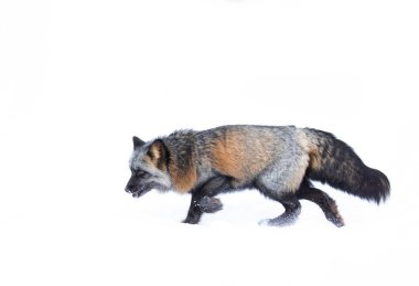 Cross Fox (kısmen melanistik bir kızıl tilki çeşidi) Montana, ABD 'de karda koşuyor.