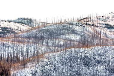 Düz başlı Ulusal Orman ağaçları Montana, ABD 'deki Hungry Horse Barajı yakınlarındaki orman yangınından sonra